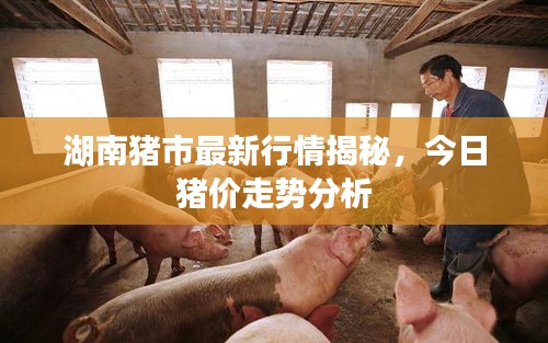 湖南猪市最新行情揭秘，今日猪价走势分析