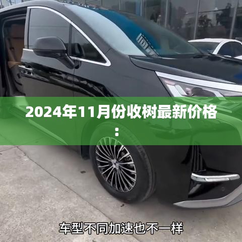 2024年11月份收树最新价格： 