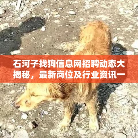 石河子找狗信息网招聘动态大揭秘，最新岗位及行业资讯一网打尽