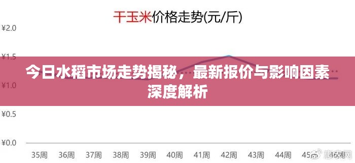 今日水稻市场走势揭秘，最新报价与影响因素深度解析