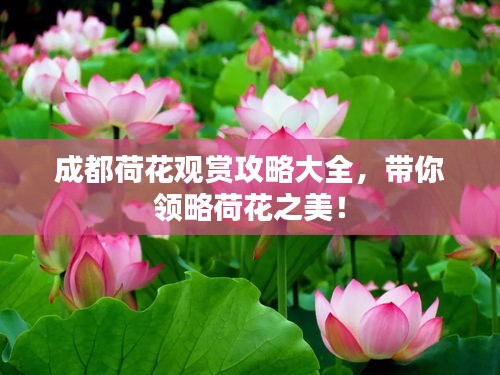 成都荷花观赏攻略大全，带你领略荷花之美！