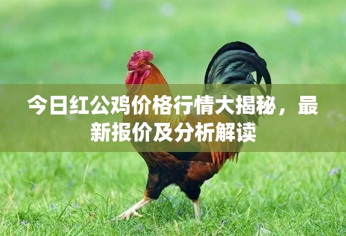 今日红公鸡价格行情大揭秘，最新报价及分析解读