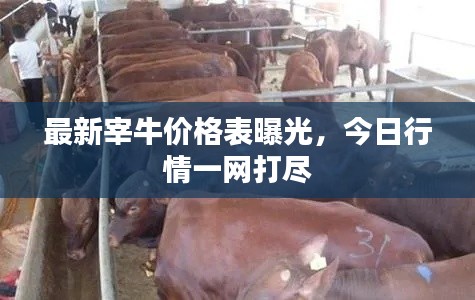 最新宰牛价格表曝光，今日行情一网打尽