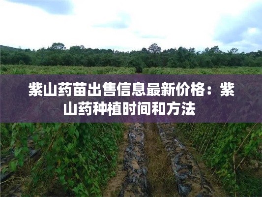 紫山药苗出售信息最新价格：紫山药种植时间和方法 