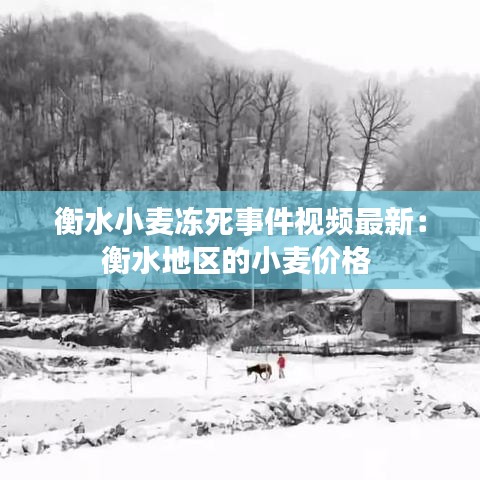 衡水小麦冻死事件视频最新：衡水地区的小麦价格 