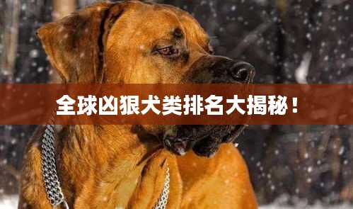 全球凶狠犬类排名大揭秘！
