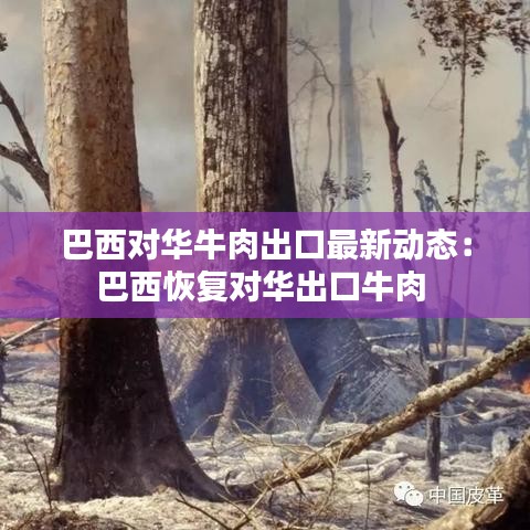 巴西对华牛肉出口最新动态：巴西恢复对华出口牛肉 