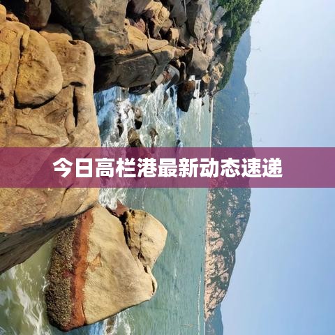 今日高栏港最新动态速递