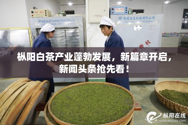 枞阳白茶产业蓬勃发展，新篇章开启，新闻头条抢先看！