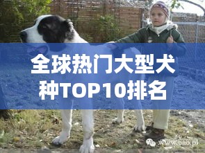 全球热门大型犬种TOP10排名，你最想养哪一种？