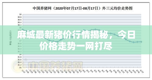 麻城最新猪价行情揭秘，今日价格走势一网打尽