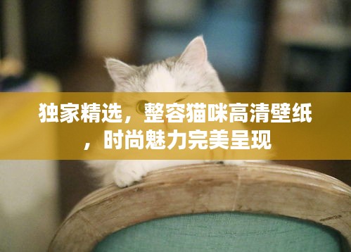 独家精选，整容猫咪高清壁纸，时尚魅力完美呈现