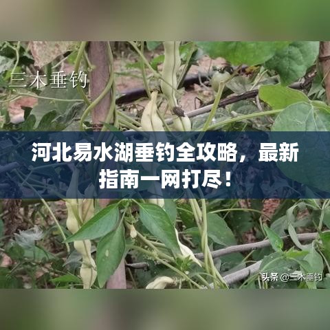 河北易水湖垂钓全攻略，最新指南一网打尽！