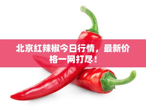 北京红辣椒今日行情，最新价格一网打尽！