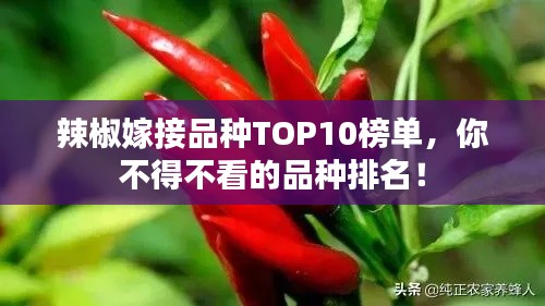 辣椒嫁接品种TOP10榜单，你不得不看的品种排名！