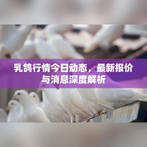 乳鸽行情今日动态，最新报价与消息深度解析