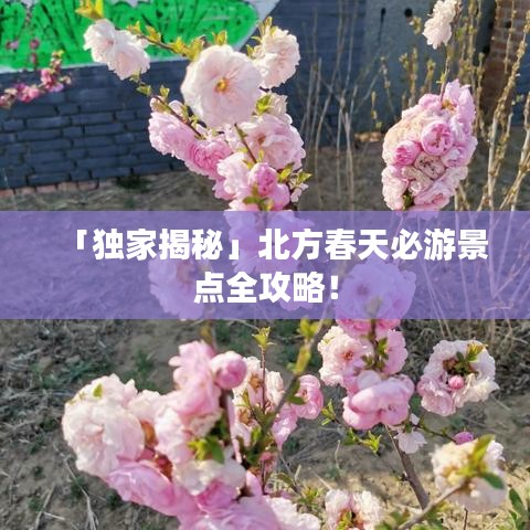 「独家揭秘」北方春天必游景点全攻略！