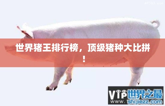 世界猪王排行榜，顶级猪种大比拼！