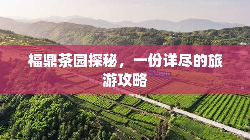 福鼎茶园探秘，一份详尽的旅游攻略