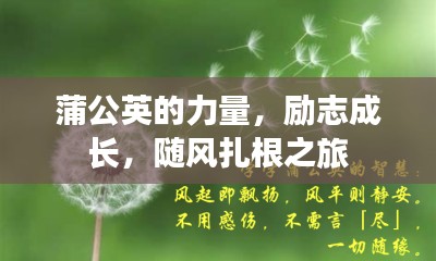 蒲公英的力量，励志成长，随风扎根之旅