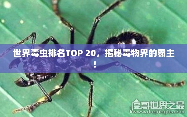 世界毒虫排名TOP 20，揭秘毒物界的霸主！