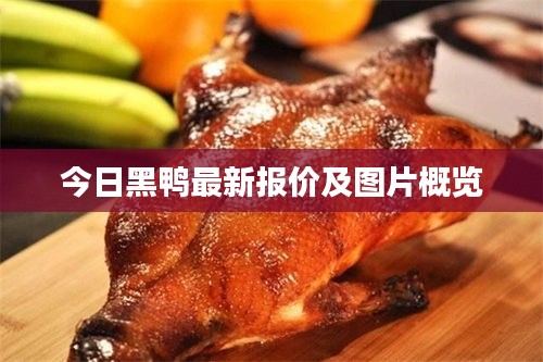 今日黑鸭最新报价及图片概览