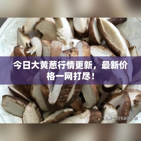 今日大黄葱行情更新，最新价格一网打尽！