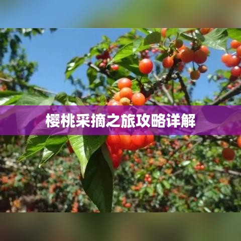 樱桃采摘之旅攻略详解