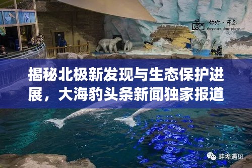 揭秘北极新发现与生态保护进展，大海豹头条新闻独家报道