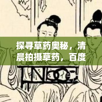 探寻草药奥秘，清晨拍摄草药，百度带你领略自然之美！