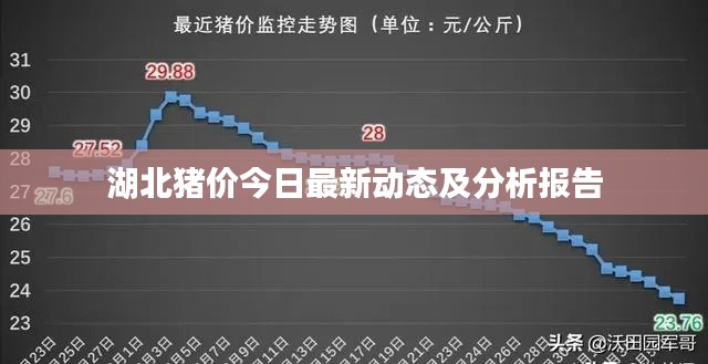 湖北猪价今日最新动态及分析报告