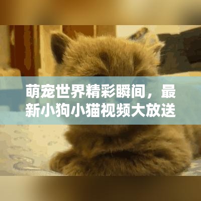 萌宠世界精彩瞬间，最新小狗小猫视频大放送！