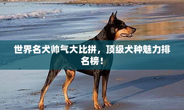 世界名犬帅气大比拼，顶级犬种魅力排名榜！