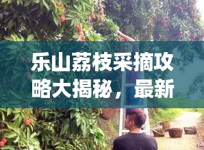 乐山荔枝采摘攻略大揭秘，最新指南助你畅游荔枝园
