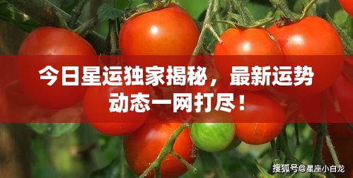 今日星运独家揭秘，最新运势动态一网打尽！