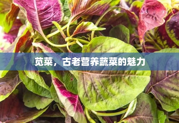 苋菜，古老营养蔬菜的魅力