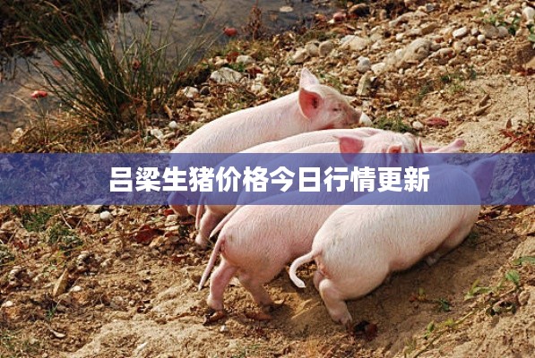 吕梁生猪价格今日行情更新