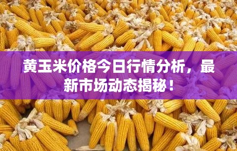 黄玉米价格今日行情分析，最新市场动态揭秘！