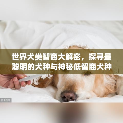 世界犬类智商大解密，探寻最聪明的犬种与神秘低智商犬种之谜！