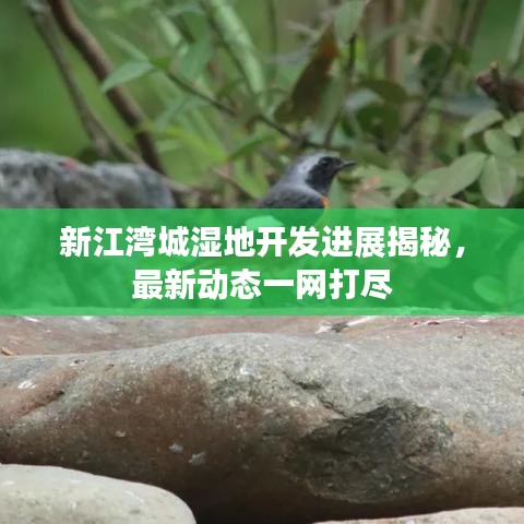 新江湾城湿地开发进展揭秘，最新动态一网打尽
