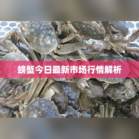螃蟹今日最新市场行情解析