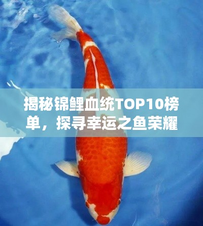 揭秘锦鲤血统TOP10榜单，探寻幸运之鱼荣耀上榜的奥秘！