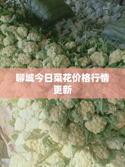 聊城今日菜花价格行情更新