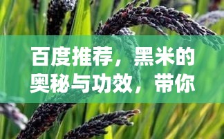 百度推荐，黑米的奥秘与功效，带你探索黑米的世界！