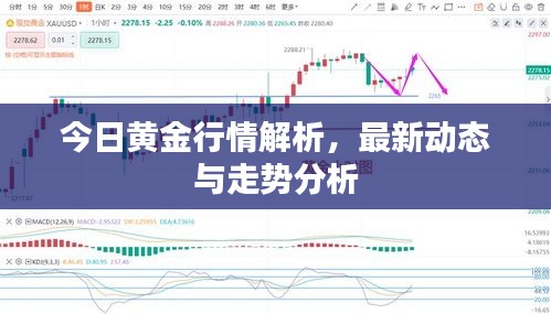 今日黄金行情解析，最新动态与走势分析