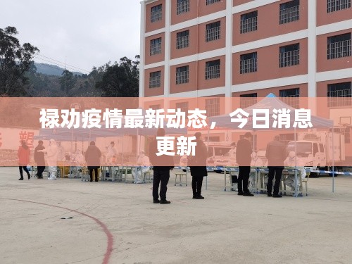 禄劝疫情最新动态，今日消息更新