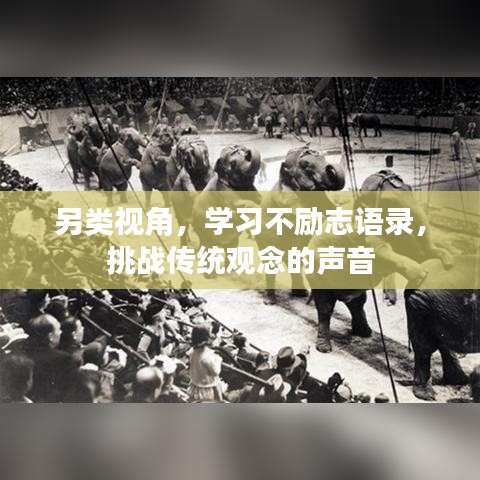 另类视角，学习不励志语录，挑战传统观念的声音