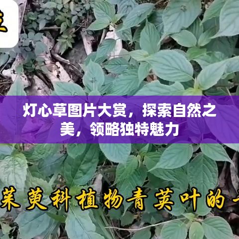 灯心草图片大赏，探索自然之美，领略独特魅力
