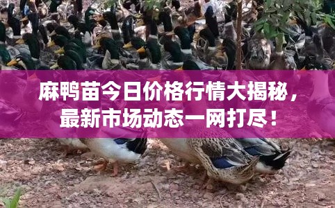 麻鸭苗今日价格行情大揭秘，最新市场动态一网打尽！