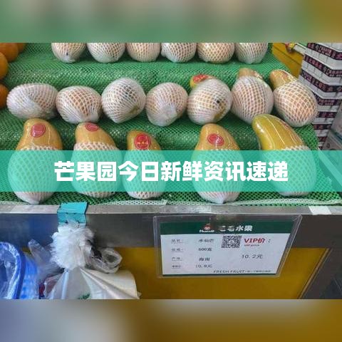 芒果园今日新鲜资讯速递